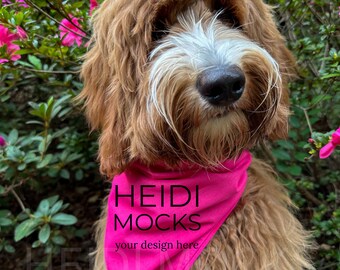 Valentine dog bandana mockup,  Easter mock up, pet bandana mocks, dog pink bandana mockup, golden doodle mockup, pet mockup, pet scarf