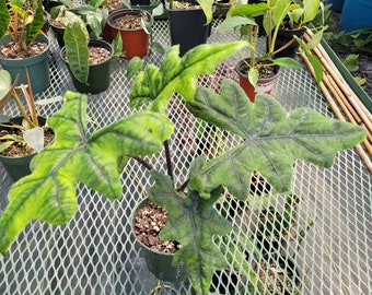 Alocasia Jacklyn 14" plant. All plants are shipped bare root unless pot is requested