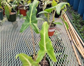 Alocasia Sarian 10" plant