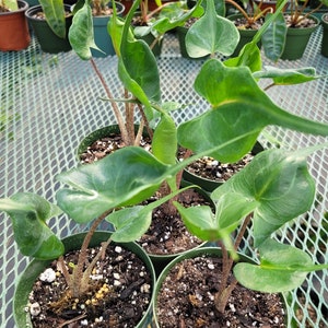 Alocasia Stingray 12" plant. All plants are shipped bare root unless pot is requested