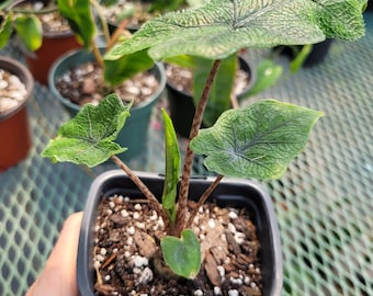 Alocasia Jacklyn 7" plant.  All plants are shipped bare root unless pot is requested