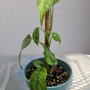 Monstera Siltepecana 14" plant 4" pot