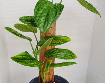 Monstera Peru 22" plant. All plants are shipped bare root unless pot is requested