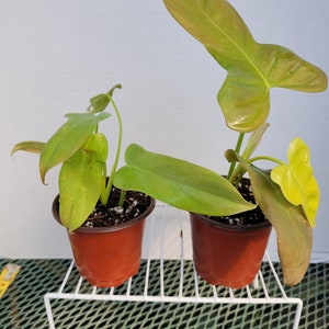 Philodendron Bipennifolium Aurea