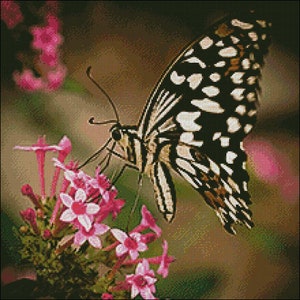 May include: A black and white butterfly with brown accents is perched on a cluster of pink flowers. The butterfly has a long, thin proboscis that is extended towards the flowers.