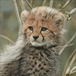 Cheetah Cub Cross-Stitch Embroidery Pattern PDF Download