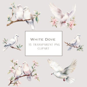 Colombe Clipart, Colombes Clipart, Colombe avec branche d’olivier, Oiseau Clipart, Aquarelle Colombe Clipart, Colombe blanche PNG, Colombe romantique Clipart