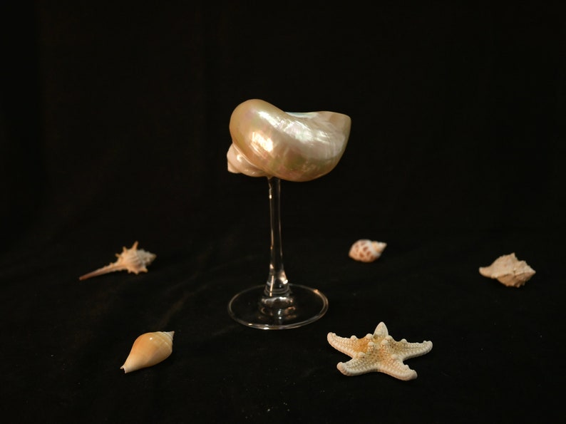 Handmade Natural Conch Shell Wine Glass, Beach Wedding Wine Glasses, Seashell Glasses, Goblet Cocktail Glass Cup, Curly Shell Glass, Gift image 2