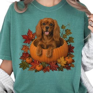 May include: A teal crewneck t-shirt featuring a graphic print of a brown Cavalier King Charles Spaniel sitting inside a large orange pumpkin. The design is surrounded by colorful autumn maple leaves and several smaller orange pumpkins.
