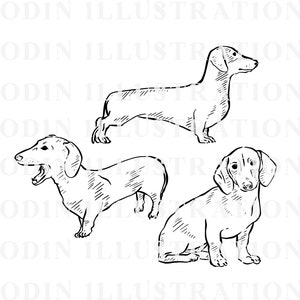 Black and white line drawing illustration of three Dachshunds in different poses. One Dachshund is standing, one is sitting, and one is lying down.