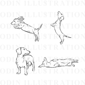 Black and white line drawings of four dachshunds in different poses. One dachshund is jumping, one is standing on its hind legs, one is standing with its head turned to the side, and one is lying on its back.