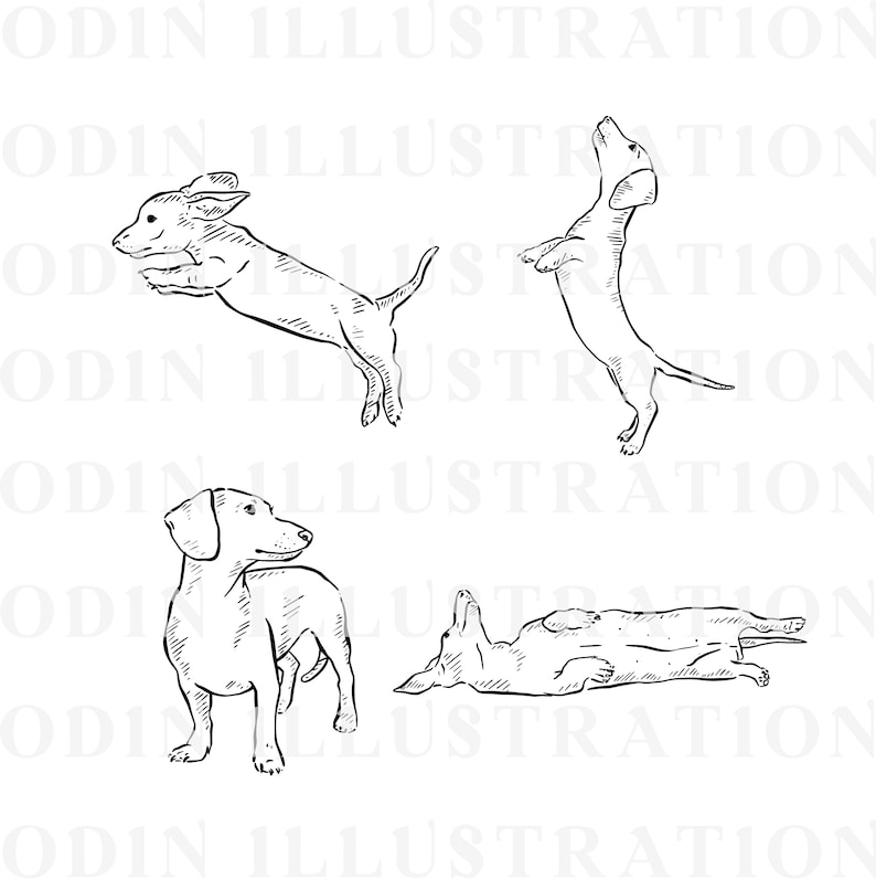 Black and white line drawings of four dachshunds in different poses. One dachshund is jumping, one is standing on its hind legs, one is standing with its head turned to the side, and one is lying on its back.