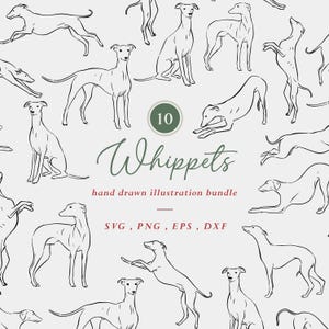 May include: A hand-drawn illustration bundle featuring Whippets in different poses. The design includes the word "Whippets" in a script font, the number "10" in a circle, and file type information. The Whippets are depicted in various positions, such as standing, sitting, and running.
