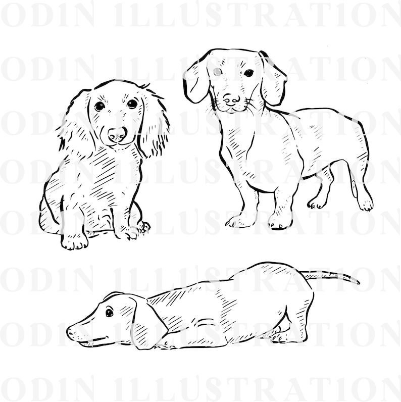 Black and white line drawings of three Dachshunds in different poses. One Dachshund is standing, one is sitting, and one is lying down.