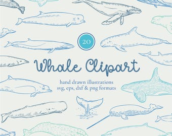 Images clipart de baleines, faune marine dessinée à la main, dessins de baleines bleues, gribouillis de poissons, art mural océanique à imprimer, faune dessinée au trait, plage, nautique