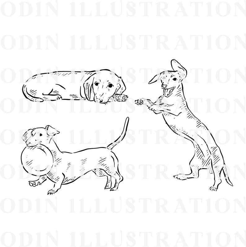 Black and white line drawings of three Dachshunds. One Dachshund is lying down, one is standing on its hind legs, and one is holding a toy in its mouth.