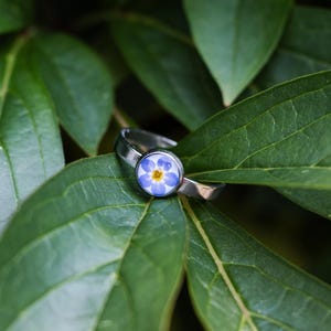 Ring with real forget-me-not blossom, blue, adjustable, stainless steel, natural jewelry, jewelry with flowers, filigree ring, gift for girlfriend