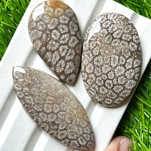 May include: Three polished fossil coral cabochons in various shapes: teardrop, oval, and elongated oval. The stones feature a detailed pattern of white flower-like structures set against a brown background. The cabochons are displayed on a white surface.
