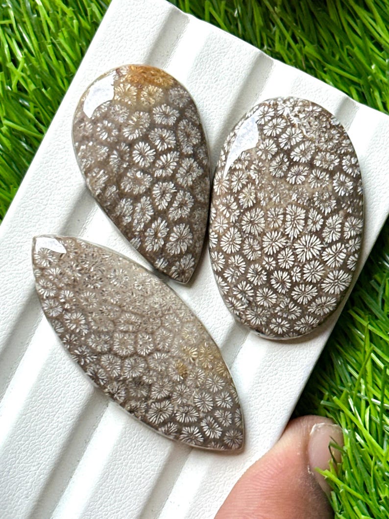 May include: Three polished fossil coral cabochons in various shapes: teardrop, oval, and elongated oval. The stones feature a detailed pattern of white flower-like structures set against a brown background. The cabochons are displayed on a white surface.