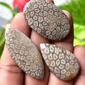 May include: Three polished fossil coral cabochons in oval, teardrop, and leaf shapes. The stones have a brown base color with white floral patterns. The cabochons are held in a hand.