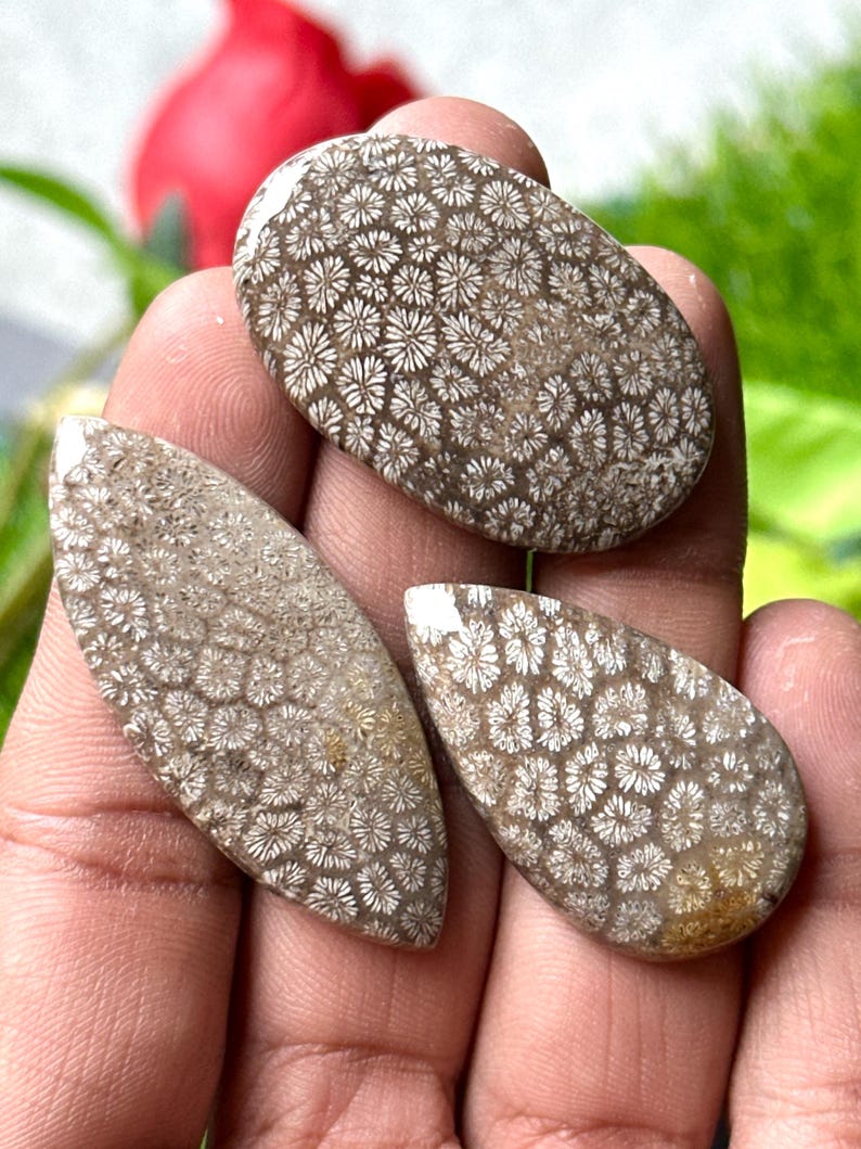 May include: Three polished fossil coral cabochons in oval, teardrop, and leaf shapes. The stones have a brown base color with white floral patterns. The cabochons are held in a hand.