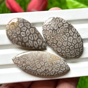 May include: Three polished fossil coral cabochons in various shapes. The cabochons have a brown base color with intricate white floral patterns. The shapes include an oval, a teardrop, and a leaf shape. The cabochons are displayed on a white surface.