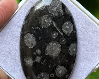 Black Fossil Coral Cabochon | Agatized Gemstone (46x28mm, 65ct)