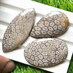 May include: Three polished fossil coral cabochons in oval, teardrop, and elongated shapes. The stones feature a detailed pattern of white flower-like structures against a brown background. The cabochons are displayed on a white surface with green grass in the background.