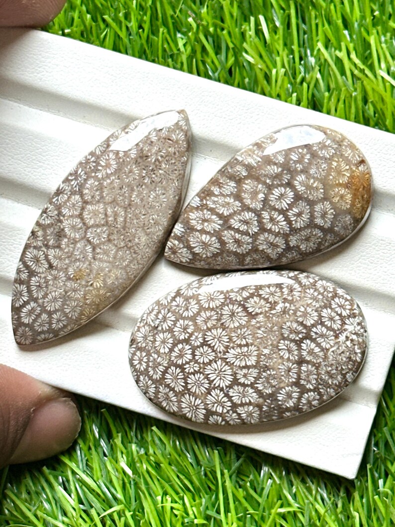 May include: Three polished fossil coral cabochons in oval, teardrop, and elongated shapes. The stones feature a detailed pattern of white flower-like structures against a brown background. The cabochons are displayed on a white surface with green grass in the background.