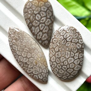May include: Three polished fossil coral cabochons in teardrop, leaf, and oval shapes. The stones have a brown base color with intricate white floral patterns. The cabochons are displayed on a white surface.