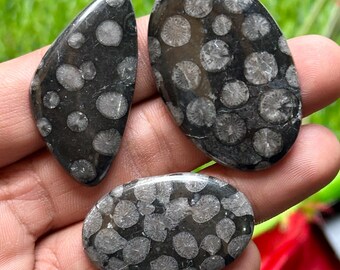 Puede incluir: Tres cabujones pulidos de coral fósil de formas variadas. Las piedras son principalmente negras con patrones circulares de fósiles grises claros. Los cabujones se sostienen en una mano sobre un fondo verde borroso.