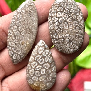 May include: Three fossilized coral cabochons in various shapes: an oval, a teardrop, and an elongated oval. The fossils display intricate patterns of white flower-like structures against a tan background. These polished stones are held in a hand.