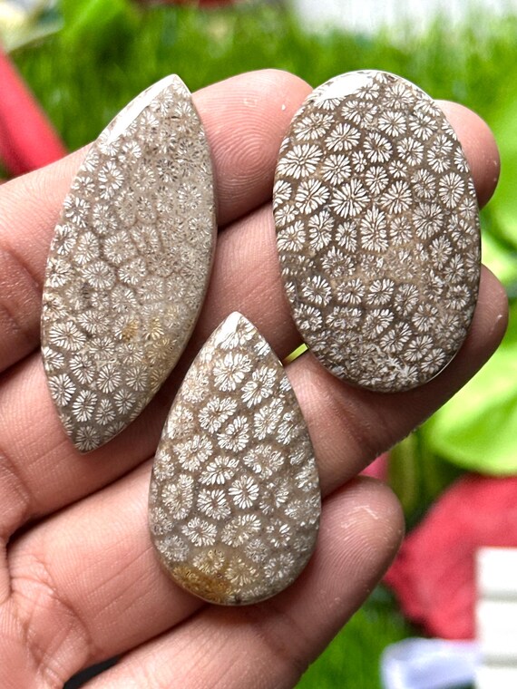 Fossil Coral Cabochons 47–20mm | 118.5cts Mixed Shape Cab Set | Natural Fossilized Coral Gems | Jewelry Making Stones | 3pc Cab Set