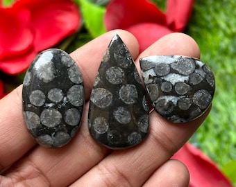 Puede incluir: Tres piedras preciosas pulidas en forma ovalada, de lágrima y redondeada. Las piedras son de color gris oscuro con un patrón de marcas circulares de color gris claro. Las piedras preciosas se sostienen en una mano, con flores rojas y follaje verde en el fondo.