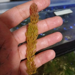 LIVE Myanmar Red Hornwort Aquatic plant ; Aquarium Plants ; Live Freshwater Floating Plant