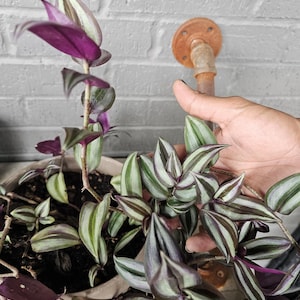 LIVE Tradescantia Nanouk ; Wandernde Jüdin