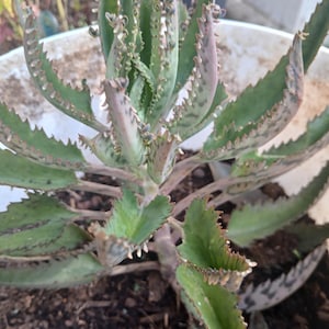 Mother of Thousands plants