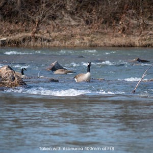 May include: A scenic shot of a river with several Canada geese swimming in the water. The geese have black heads and necks with white cheek patches and tan bodies. The water is flowing, and there are rocks and a few branches in the river.