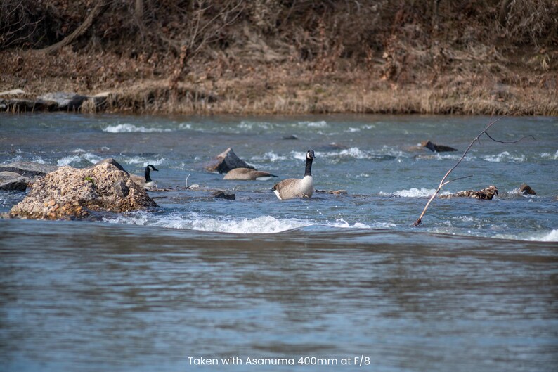 May include: A scenic shot of a river with several Canada geese swimming in the water. The geese have black heads and necks with white cheek patches and tan bodies. The water is flowing, and there are rocks and a few branches in the river.