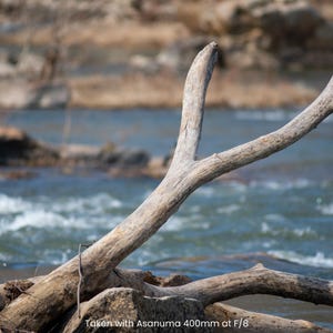 May include: A close-up of weathered driftwood branches against a blurred background of a flowing river. The branches are light brown and gray, with a rough texture. The water is blue and white, with some rocks visible.