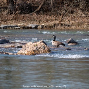May include: A Canada goose stands on a rock in a flowing river. The goose has a black head and neck, a white cheek patch, and a brown body. The water is clear and the rocks are various sizes.