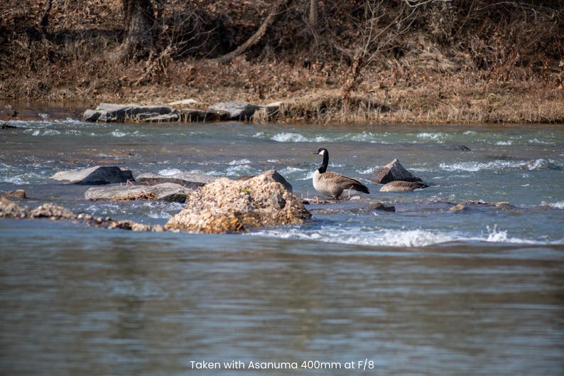 May include: A Canada goose stands on a rock in a flowing river. The goose has a black head and neck, a white cheek patch, and a brown body. The water is clear and the rocks are various sizes.