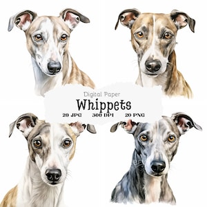 Op de afbeelding: Digitaal papierpakket met vier Whippet-hond illustraties. De Whippets zijn getekend in aquarelstijl met bruine, witte en grijze vacht. De tekst "Digital Paper Whippets 20 JPG 300 DPI 20 PNG" wordt weergegeven op een witte achtergrond.