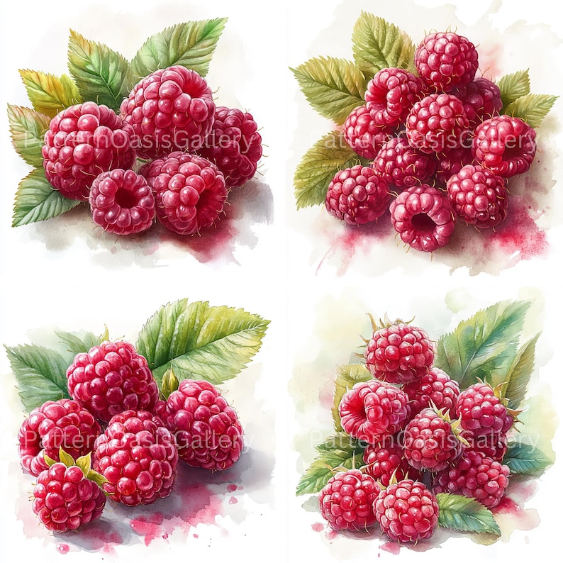 Watercolour Raspberry 20 Raspberry Clipart, Watercolor Raspberry Images, High-quality Jpgs ...