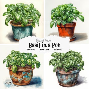 20 Basil in Pots Clipart, Herbs Clipart, Basil Images, Printable Watercolor Clipart, Wall Art, Commercial Use, JPGs & PNGs, #117