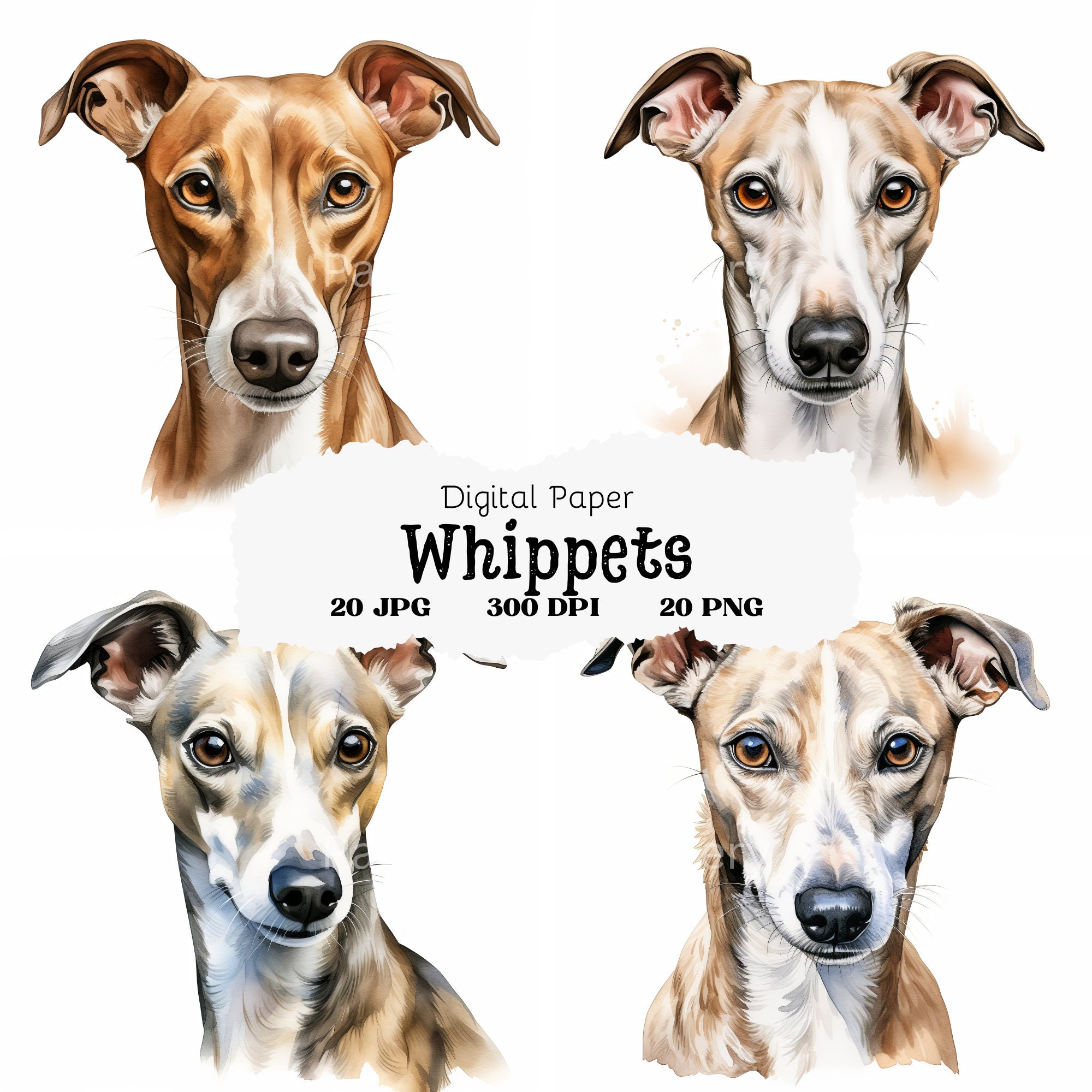 Whippet Clipart, Whippet Portrait Clip Art, Dog Clipart, 20 Designs ...