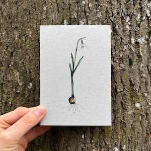 Nachhaltige Grußkarte Schneeglöckchen Anette _Dankeskarte, Wintergrüße, Geburtstag, Glückwünsche, Winter, Frühling, Jahreszeitenkarte, Blume