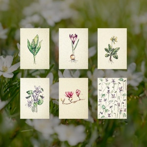 6er-Frühlingskartenset, Blumen, Botanik, Maiglöckchen, Krokus, Schlüsselblume, Veilchen, Magnolie, Aquarell, Grußkarten A6, aus Graspapier