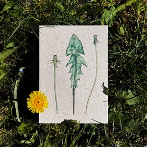 Grußkarte Löwenzahn Olaf mit Verwandtschaft / Geburtstagskarte, Geschenkanhänger, botanische Karte, Blumenkarte, Gartenfesteinladung