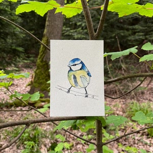 Blaumeise Carola | Grußkarte Dankeskarte Geburtstagskarte Sammelkarte Kindergeburtstag Vogel Waldtiere Tiere Aquarell Watercolor DIN A6